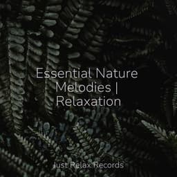 Essential Nature Melodies | Relaxation - Rest & Relax Nature Sounds Artists