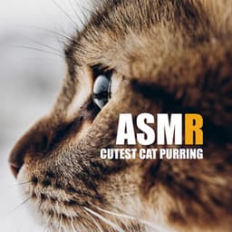 ASMR: Cutest Cat Purring - Mario ASMR Studio