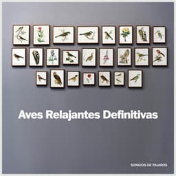 Aves Relajantes Definitivas - Sonidos De Pajaros