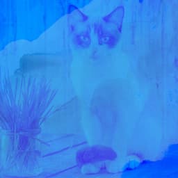 Music for Comfortable with Cats - Cat Music Studio