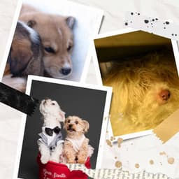 Dogs on Couch - Background Music - Dog Music Radio