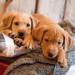 Pawsome Resonance: Calming Binaural for Dogs' Comfort - Binaural Bob