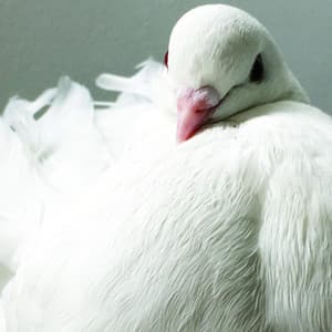 Mukotronics - Merzbow