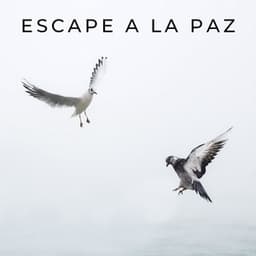 Escape A La Paz - PAZ