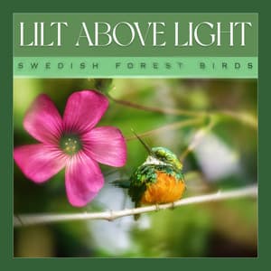 Lilt Above Light - Swedish Forest Birds