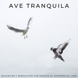 Ave Tranquila: Relajación Y Renovación Con Sonidos De Somormujos Asmr - Sonidos De Pajaros