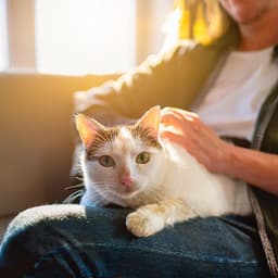 Música De Orquesta Feline: Melodías Juguetonas Para Gatos - josegarcia