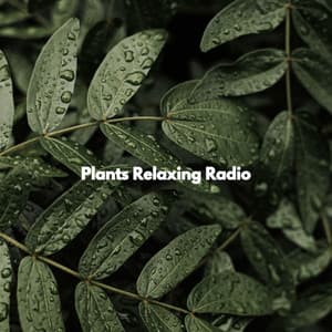 Plants Relaxing Radio - Música para Programar