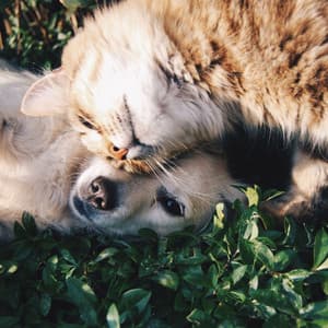 River's Pawful Retreat: Theta Waves for Calm and Relaxed Pets - Riverfall Science