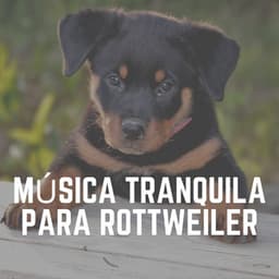 Música Tranquila para Rottweiler - Mascotas tranquilas