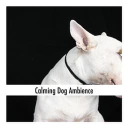 The Slow Unfolding - Clayton Calm