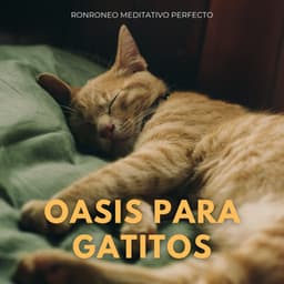 Oasis Para Gatitos: Ronroneo Meditativo Perfecto - Desastres naturales