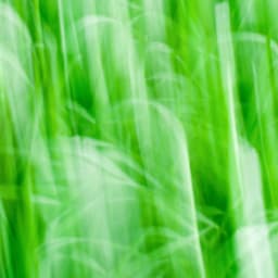 Warm Background for Spring Bliss - Cena Musica Ambiente