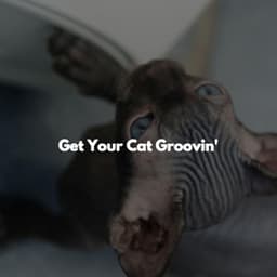 Get Your Cat Groovin' - Feel Good Morning Music