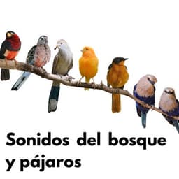 Sonidos del bosque y pájaros - Sonidos Naturales del Pajaro