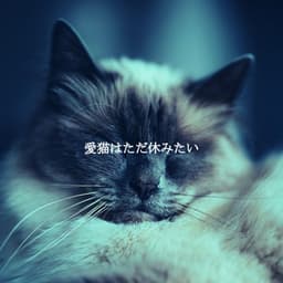 愛猫はただ休みたい - Coffeehouse Jazz