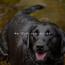 チル・アンド・ハウル・イン・タイ - Rio Bossa Nova Quartet