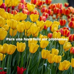 Para una hora feliz sin problemas - Acoustic Study Music Beats
