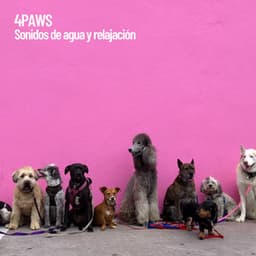 4Paws: Sonidos de agua y relajación - Cat Music