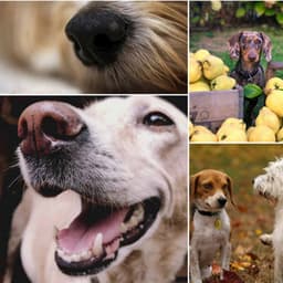 Music for Sweet Doggies - Electric Guitars - Songs for Dogs to Sleep To