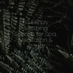 50 Simply Soothing Sounds for Spa, Meditation & Yoga - Forest Sounds