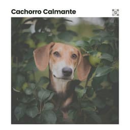 Cachorro Calmante - Música de Cachorro Calmante