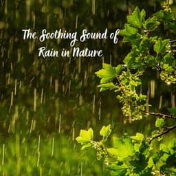 The Soothing Sound of Rain in Nature - Rain Therapy