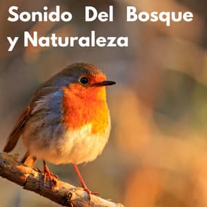 Sonido Del Bosque y Naturaleza - Sonidos De La Selva