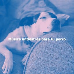 Música antiestrés para tu perro - Playlist Musica para Estudiar