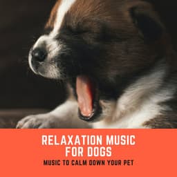 Relaxation Music for Dogs – Music to Calm Down Your Pet - Dog Whisper