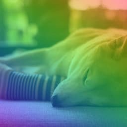 Wonderful Trio Jazz - Ambiance for Meditative Pooches - Dog Sleeping Soundtracks Deluxe