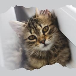 Music for Favorite Kittens - Calm Music for Cats