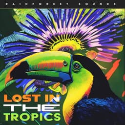 Lost in the Tropics - Rainforest Sounds