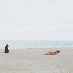 Piano Jazz - Background for Anxious Dogs - Relaxing Dog Music Society