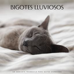 Bigotes Lluviosos: Un Ambiente Tranquilo Para Gatos Dormidos - Sonidos de Lluvia 24H