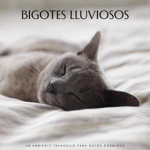 Bigotes Lluviosos: Un Ambiente Tranquilo Para Gatos Dormidos - Sonidos de Lluvia 24H