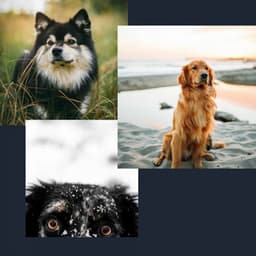 Background Music - Comfy Dogs - Dogs at Home