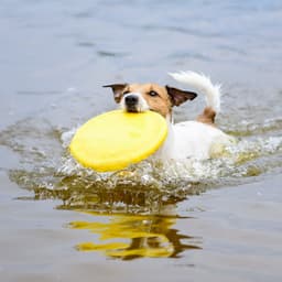 River Fetch: Theta Waves Soothing Dog Playtime Fun - In The River (Sound FX)
