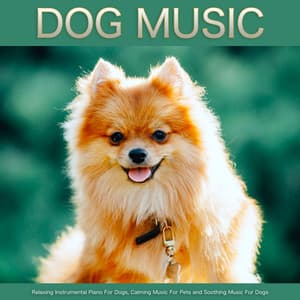 Dog Music: Relaxing Instrumental Piano For Dogs, Calming Music For Pets and Soothing Music For Dogs - Dog Music