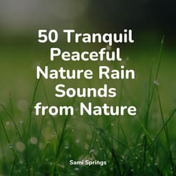 50 Tranquil Peaceful Nature Rain Sounds from Nature - Rain Sound Plus