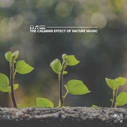The Calming Effect of Nature Music - Sounds of the Forest