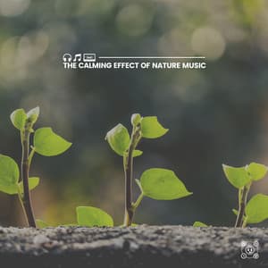 The Calming Effect of Nature Music - Sounds of the Forest