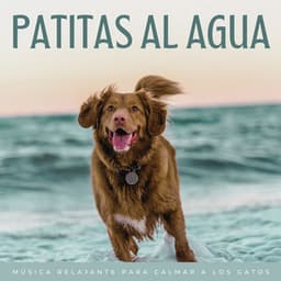 Patitas Al Agua: Música Relajante Para Calmar A Los Gatos - Banco de sonidos de agua
