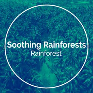 Soothing Rainforests - Rainforest