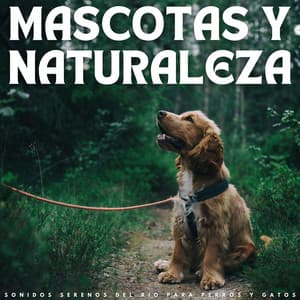 Mascotas Y Naturaleza: Sonidos Serenos Del Río Para Perros Y Gatos - Musicoterapia para el cuidado de mascotas