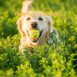 Playful Dog Music - Pet Music Therapy