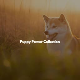Puppy Power Collection - Tokyo Bebop Jazz Playlist
