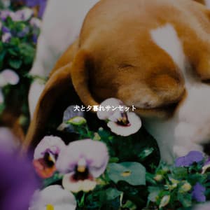 犬と夕暮れサンセット - Playlist for Nighttime Calm