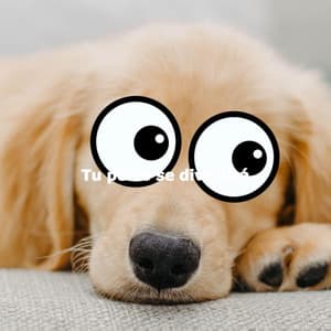 Tu perro se divertirá - Entspannende Musik