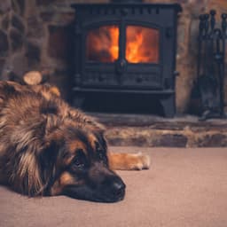 Doggie Bonfire: Fire Music for Dogs - Ambient Architects